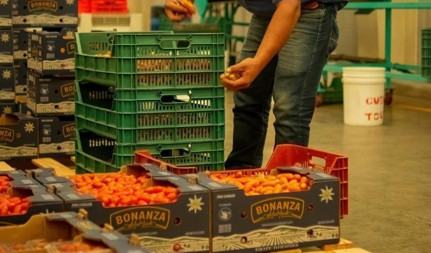 man-industrial-warehouse-storing-tomatoes-cardboard-boxes-after-going-through-quality-process_701162-1987